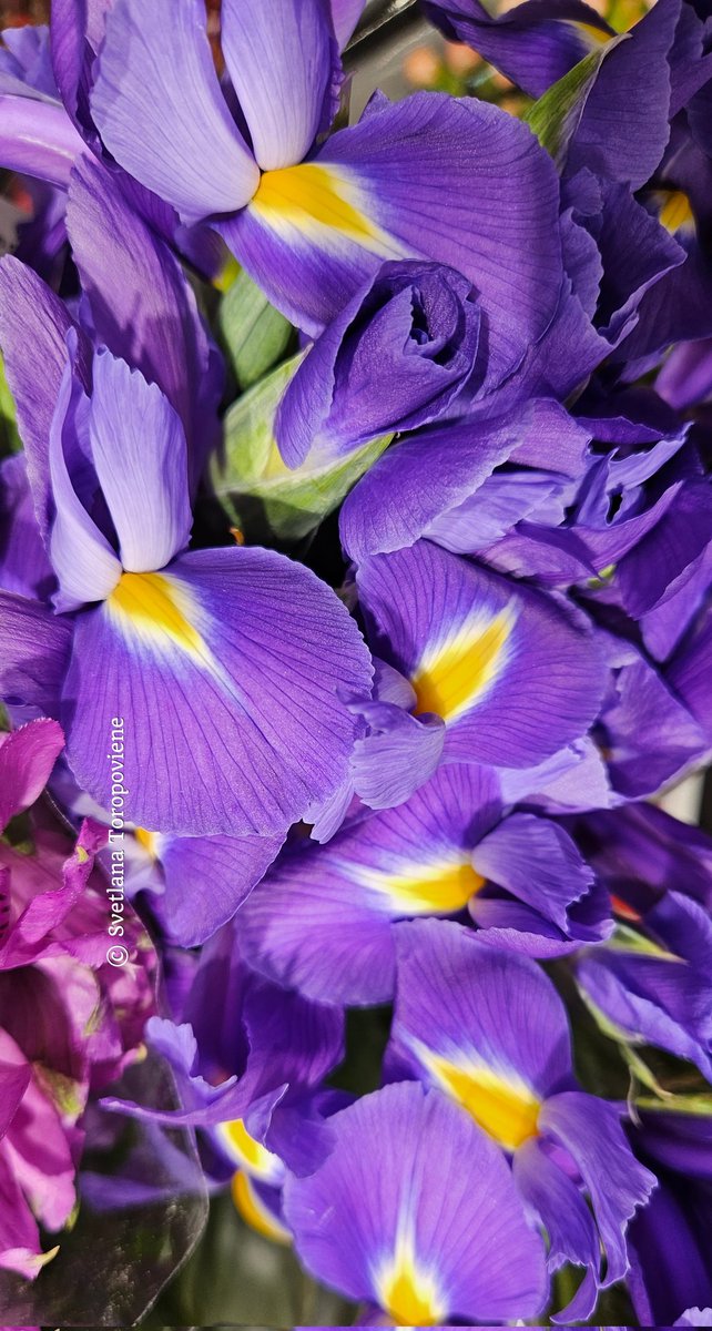 LanaToro21's tweet image. #Photobyme📷 #Todayshots #MyThoughts 

Our life is beautiful! Always. Any time of the year. Any day of the week. All you need to see this beauty is just look...💜