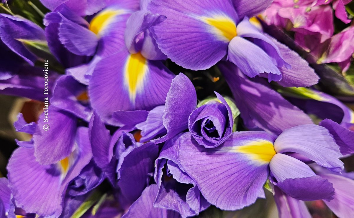 LanaToro21's tweet image. #Photobyme📷 #Todayshots #MyThoughts 

Our life is beautiful! Always. Any time of the year. Any day of the week. All you need to see this beauty is just look...💜