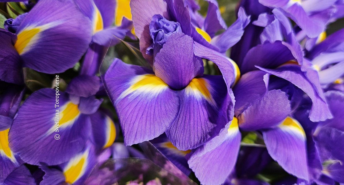 LanaToro21's tweet image. #Photobyme📷 #Todayshots #MyThoughts 

Our life is beautiful! Always. Any time of the year. Any day of the week. All you need to see this beauty is just look...💜