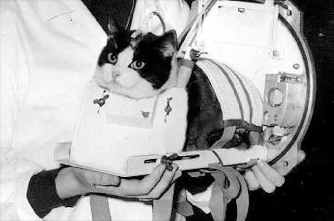 histories_arch's tweet image. Félicette, a Parisian stray cat who became the first and only cat to travel to space. She was launched by French scientists on a suborbital flight on October 18, 1963, as part of the French space program. 

Félicette was one of 14 female cats trained for spaceflight, initially…