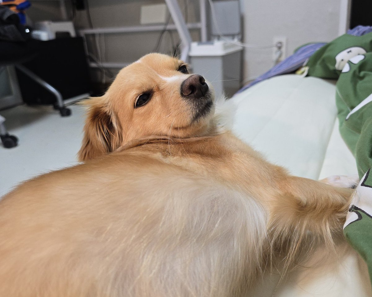 김로니 꼬리가 들썩 하더니 냄새갘ㅋㅋㅋㅋㅋㅋ
야 내 얼굴에 대고 똥방구를ㅋㅋㅋㅋㅋㅋㅋㅋㅋㅋ