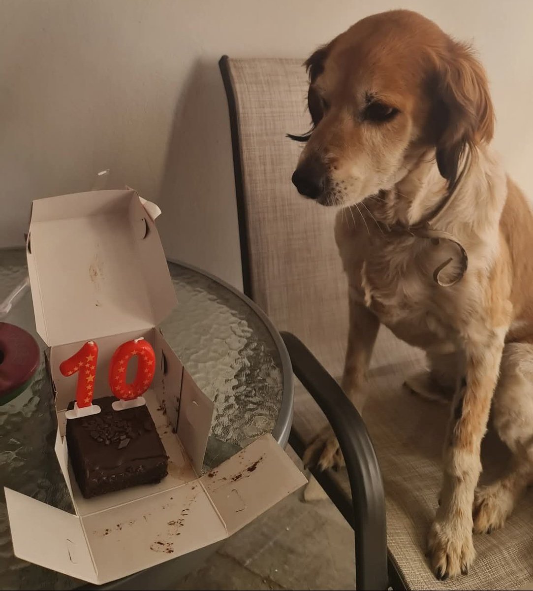 KatKatPt's tweet image. 🆘️🆘️🆘️
Χάθηκε στο Κερατσίνι σύνορα με Δραπετσώνα ο Scocco
Φοραει κολάρο για τους ψύλλους κ εχει ενα σημάδι στο μπροστινό πόδι απο χειρουργείο
Δν εχει τσιπ
Πολυ φιλικός
Για οποιαδήποτε πληροφορία καλέστε άμεσα στο τηλ 
Rt 🙏 🙏 🙏