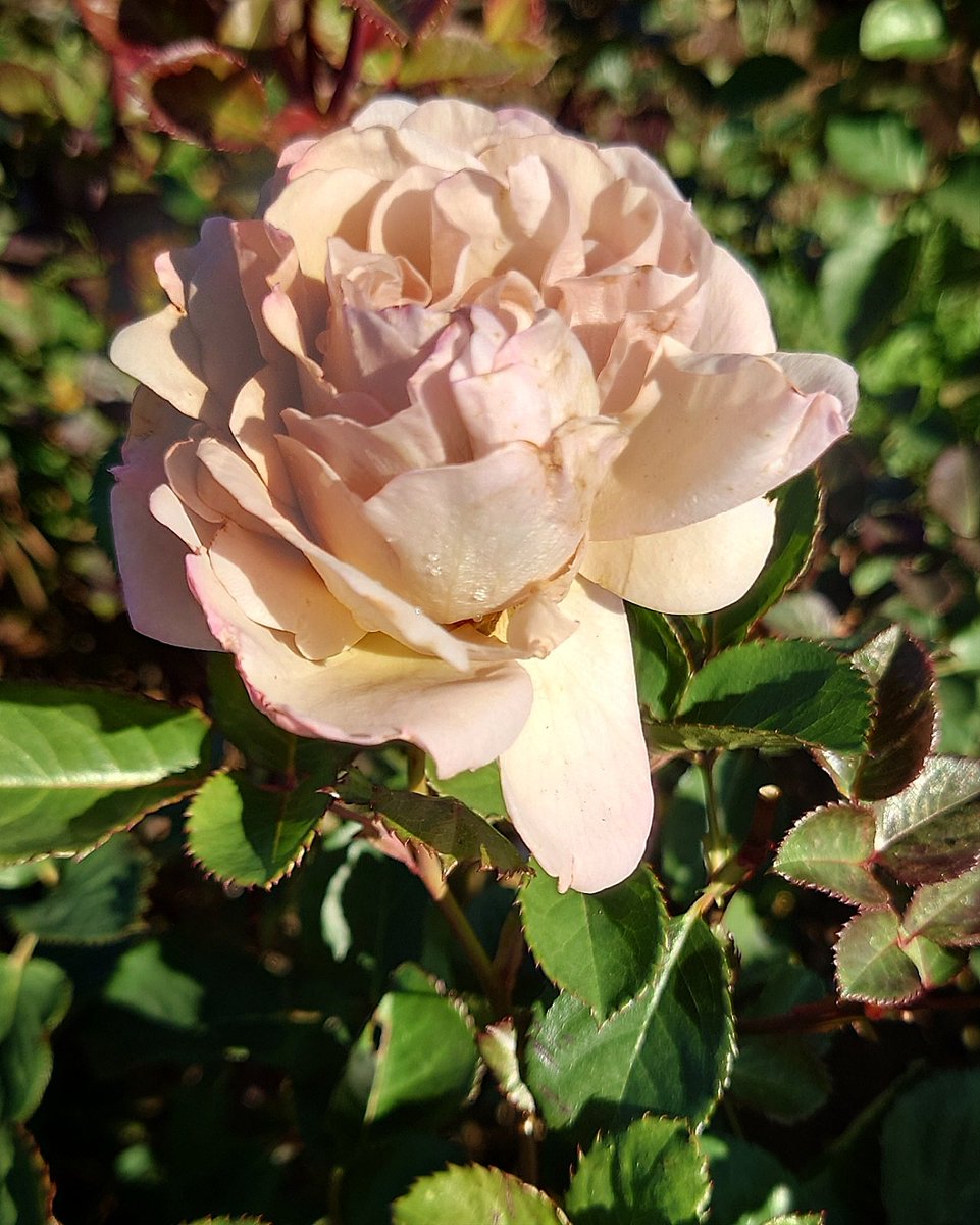 忽滑谷 史記 @Apple Roses (@f_nukariya) / Posts / X