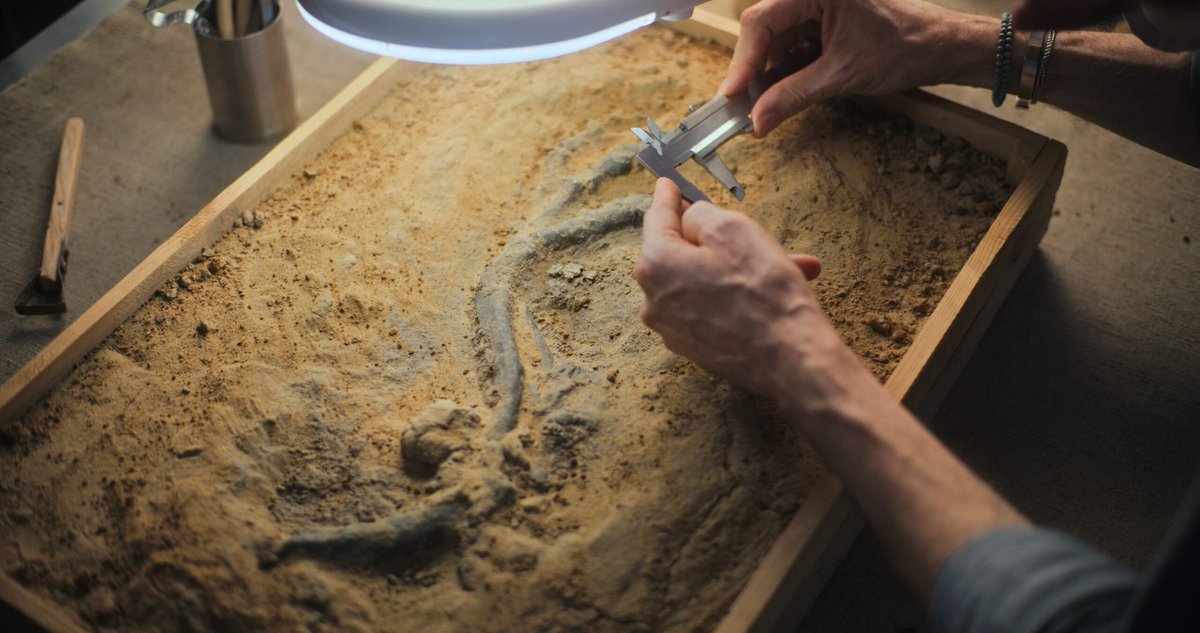 EarthArchivesHQ's tweet image. A dense dinosaur bonebed in Romania’s Hațeg Basin reveals an ancient island ecosystem that stayed stable for millions of years.

thebrighterside.news/post/incredibl…

#fossils #paleontology