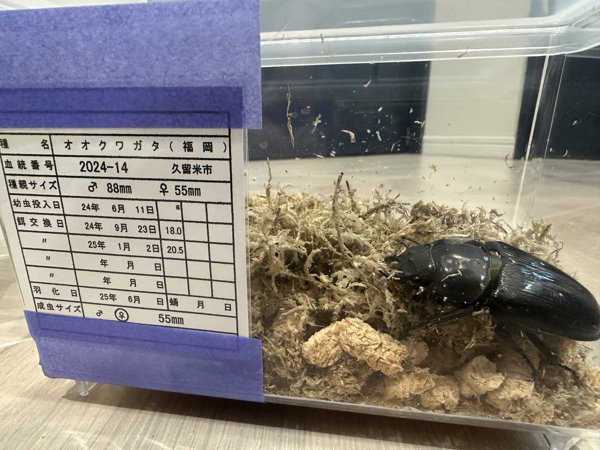 nabe878's tweet image. 昨日、@rona_fc さんから新たに着弾しました😆

今回も最高にカッコ良くバランスのイイ‼️ペアを譲って頂きました😊

来年のブリードが楽しみです😆

#久留米 #オオクワガタ #KLB