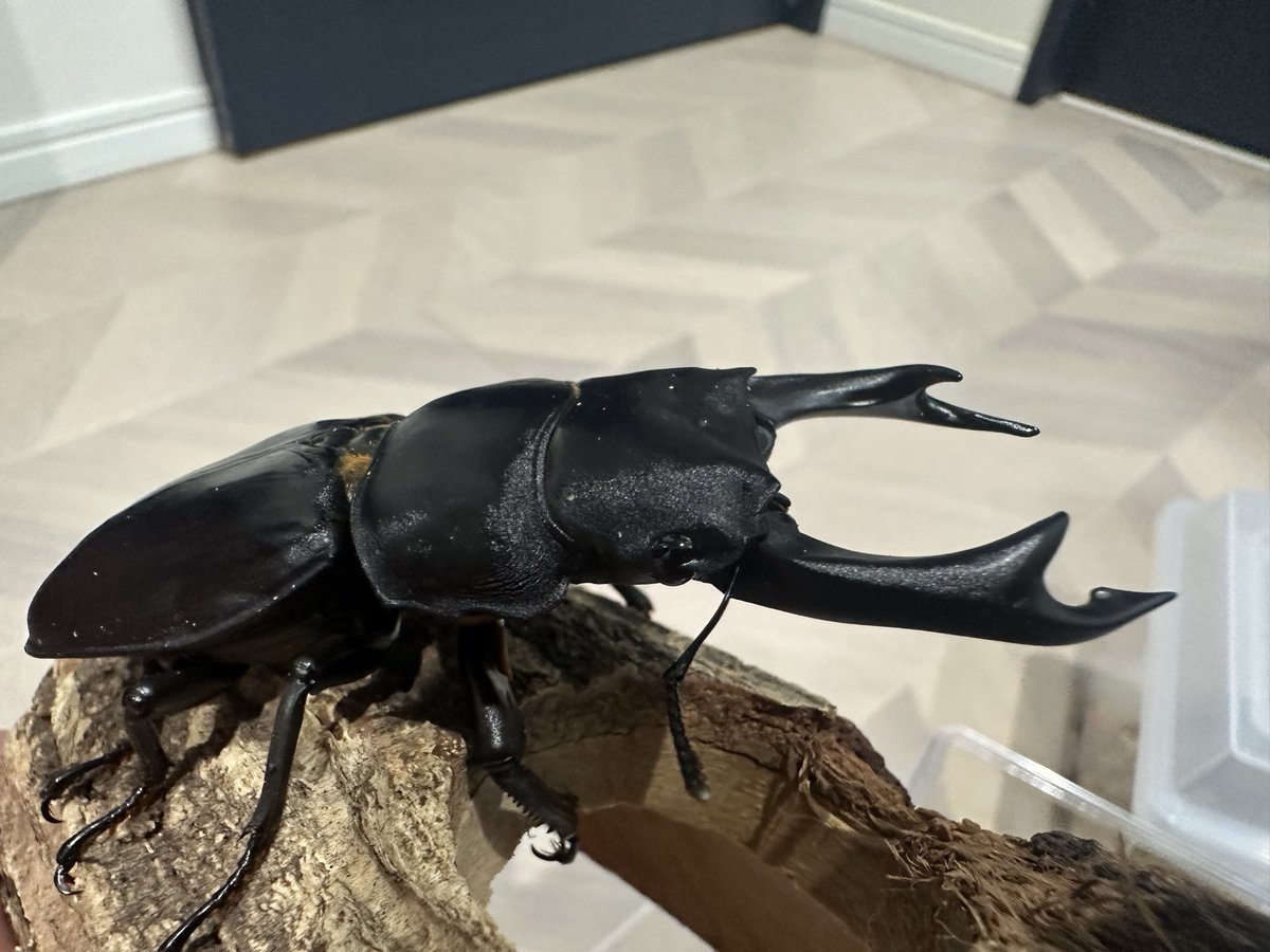 nabe878's tweet image. 昨日、@rona_fc さんから新たに着弾しました😆

今回も最高にカッコ良くバランスのイイ‼️ペアを譲って頂きました😊

来年のブリードが楽しみです😆

#久留米 #オオクワガタ #KLB