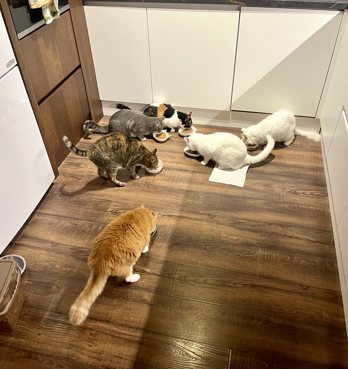 #iyiakşamlar🌘🐅🐕🦮🇹🇷

Bir hayvanı sokağa terk etmek, bir çocuğu yetim bırakmak gibidir. Onlar da can, onlar da güveniyor bize. 🐾  
Sorumluluk sahibi ol, terk etme!  
#HayvanSevgiDir