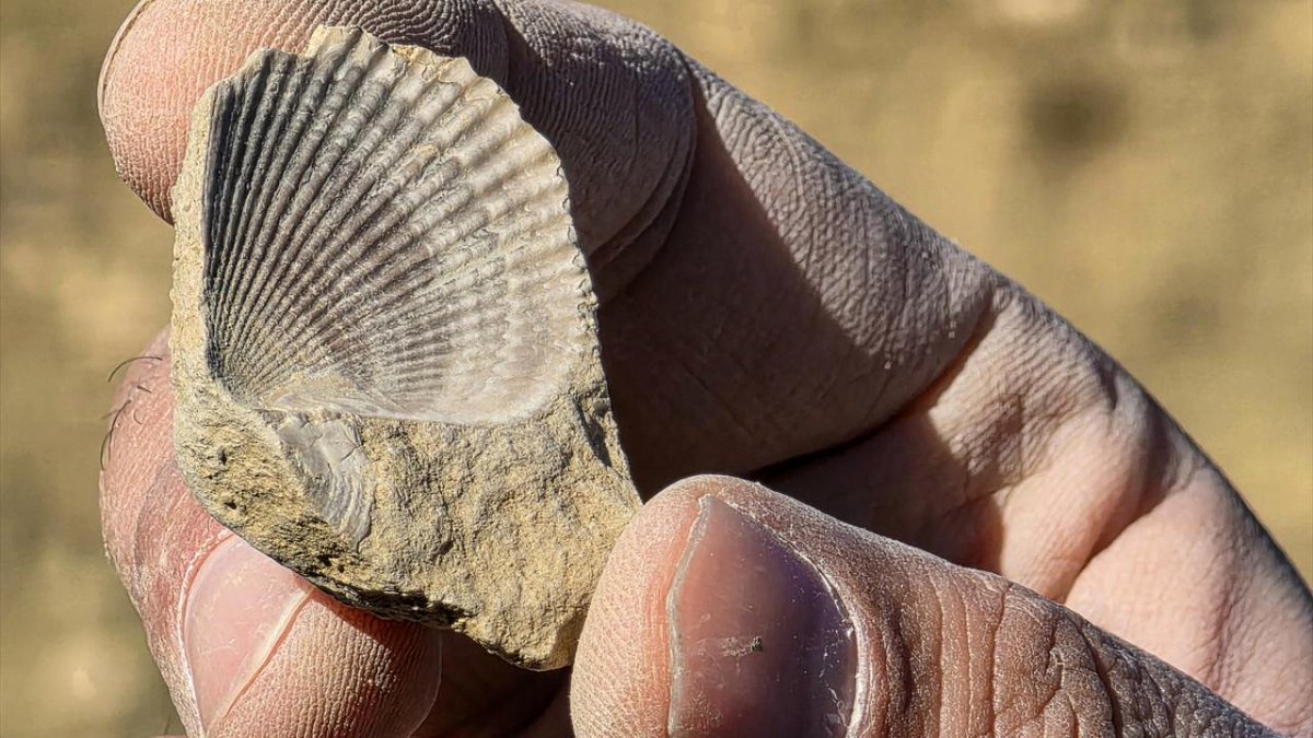 techdergi's tweet image. 📰 Bingöl Dağlarında 50 Milyon Yıllık Sır: Deniz Canlısı Fosilleri Bulundu!

​Bingöl Üniversitesi&apos;nden yapılan çığır açan bir keşifle, Şaban köyü kırsalındaki dağlık arazide, 50 milyon yıl öncesine ait olduğu tahmin edilen deniz canlısı fosilleri gün yüzüne çıktı. Bu bulgu,…