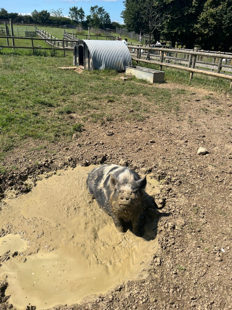 Amelia Trust Care Farm tweet media