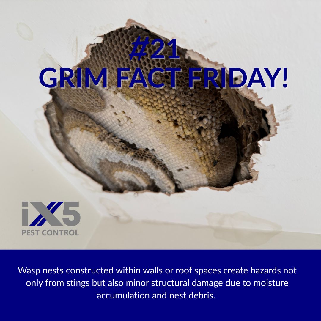 iX5uk's tweet image. Grim Fact #21: Wasp nests constructed within walls or roof spaces create hazards not only from stings but also minor structural damage due to moisture accumulation and nest debris. #GrimFacts #PestControl