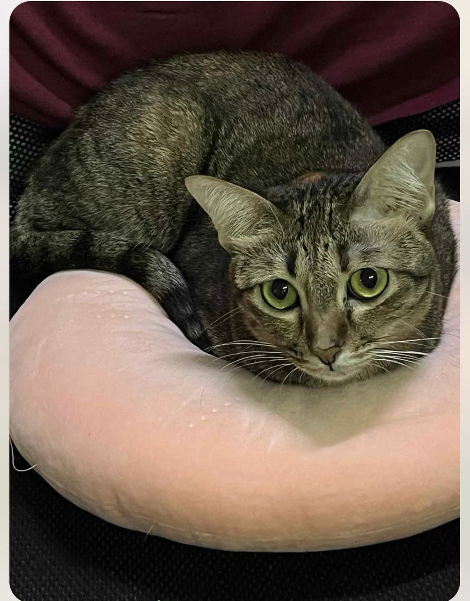 xoxomynk's tweet image. #น้ำท่วมหาดใหญ่
ตามหา แมวหาย📍📍📍

1.สลิด ตำหนิบนหัวสีส้ม 
2.น้องส้มสก็อตติชหูดีด

น้องน่าจะหนีน้ำท่วม เพราะเจอรอยเท้า ค่ะ น้องขี้กลัวค่ะ หาในร้านแล้วไม่เจอน้องค่ะไม่มีร่างน้องคิดว่าอาจหนีค่ะ รบกวนหน่อยนะคะ
ไม่มีปลอกคอ พิกัดที่หาย หน้าไดอาน่า🥺🙏🏻

0629256113