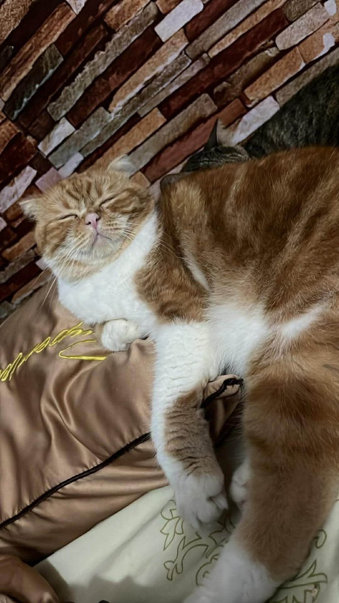 xoxomynk's tweet image. #น้ำท่วมหาดใหญ่
ตามหา แมวหาย📍📍📍

1.สลิด ตำหนิบนหัวสีส้ม 
2.น้องส้มสก็อตติชหูดีด

น้องน่าจะหนีน้ำท่วม เพราะเจอรอยเท้า ค่ะ น้องขี้กลัวค่ะ หาในร้านแล้วไม่เจอน้องค่ะไม่มีร่างน้องคิดว่าอาจหนีค่ะ รบกวนหน่อยนะคะ
ไม่มีปลอกคอ พิกัดที่หาย หน้าไดอาน่า🥺🙏🏻

0629256113