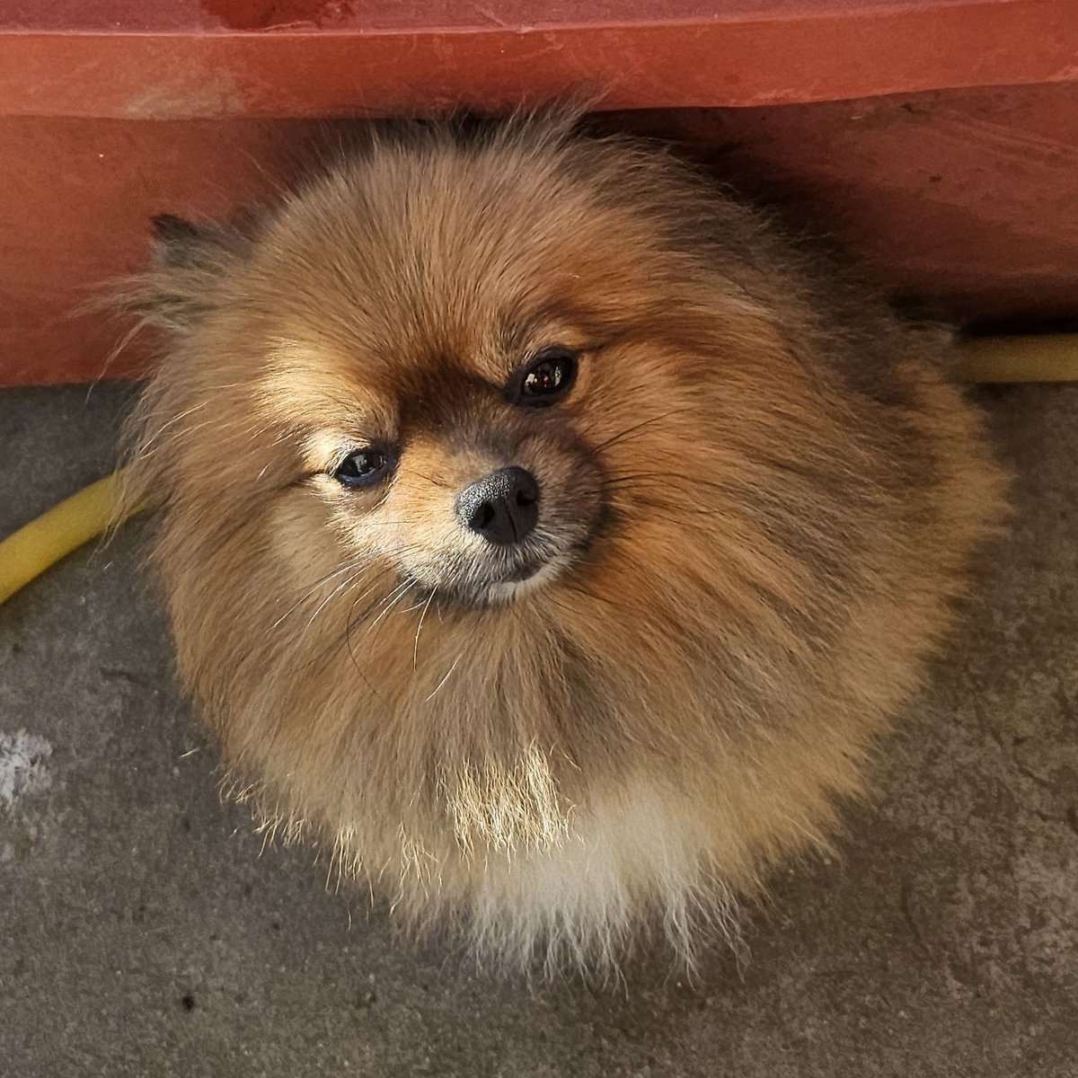 김장준비하는데
옆에 오는 강쥐
네가 무슨 김장을 해
가서 산책이나 해