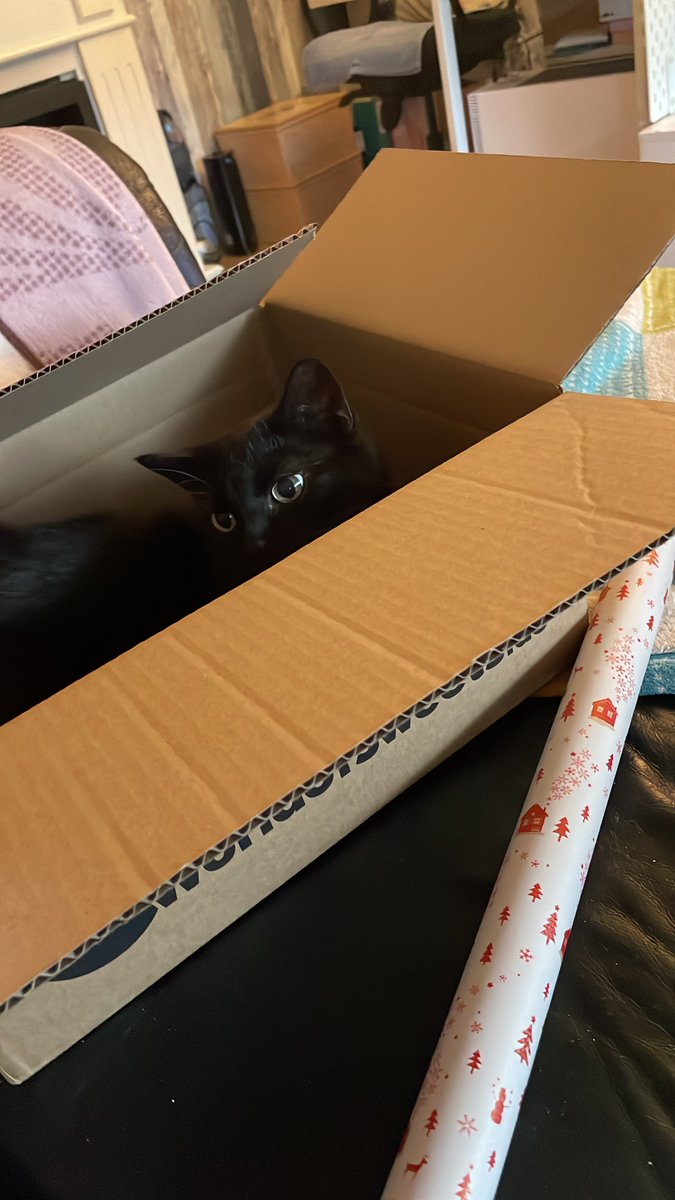 Wie jedes Jahr sitzt mindestens eine Katze während des Einpackens der Geschenke mitten im Geschehen. 🙄

Sooo spaßig. *rastet gleich aus 😩

#ItsTimeFor... ✨🎄🎁✨
#Christmas2025 #HaveFun