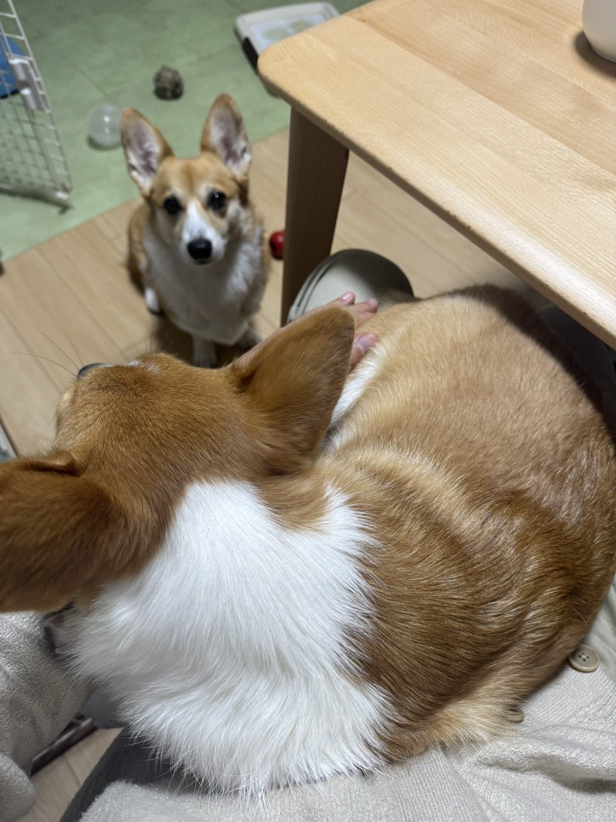 Nabi_and_Aru's tweet image. 最近、膝で寝てくれるようになりました #コーギー #corgi