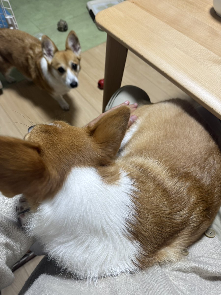 Nabi_and_Aru's tweet image. 最近、膝で寝てくれるようになりました #コーギー #corgi