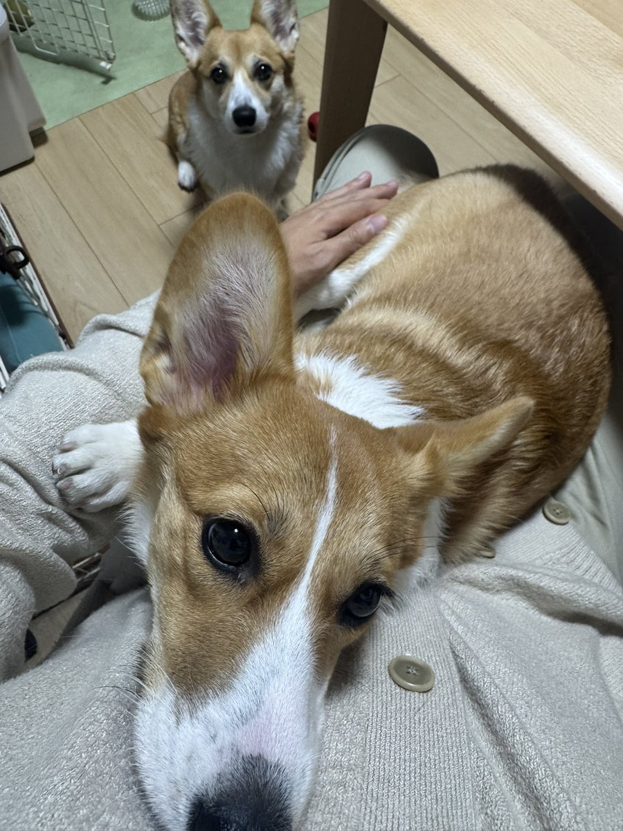 Nabi_and_Aru's tweet image. 最近、膝で寝てくれるようになりました #コーギー #corgi