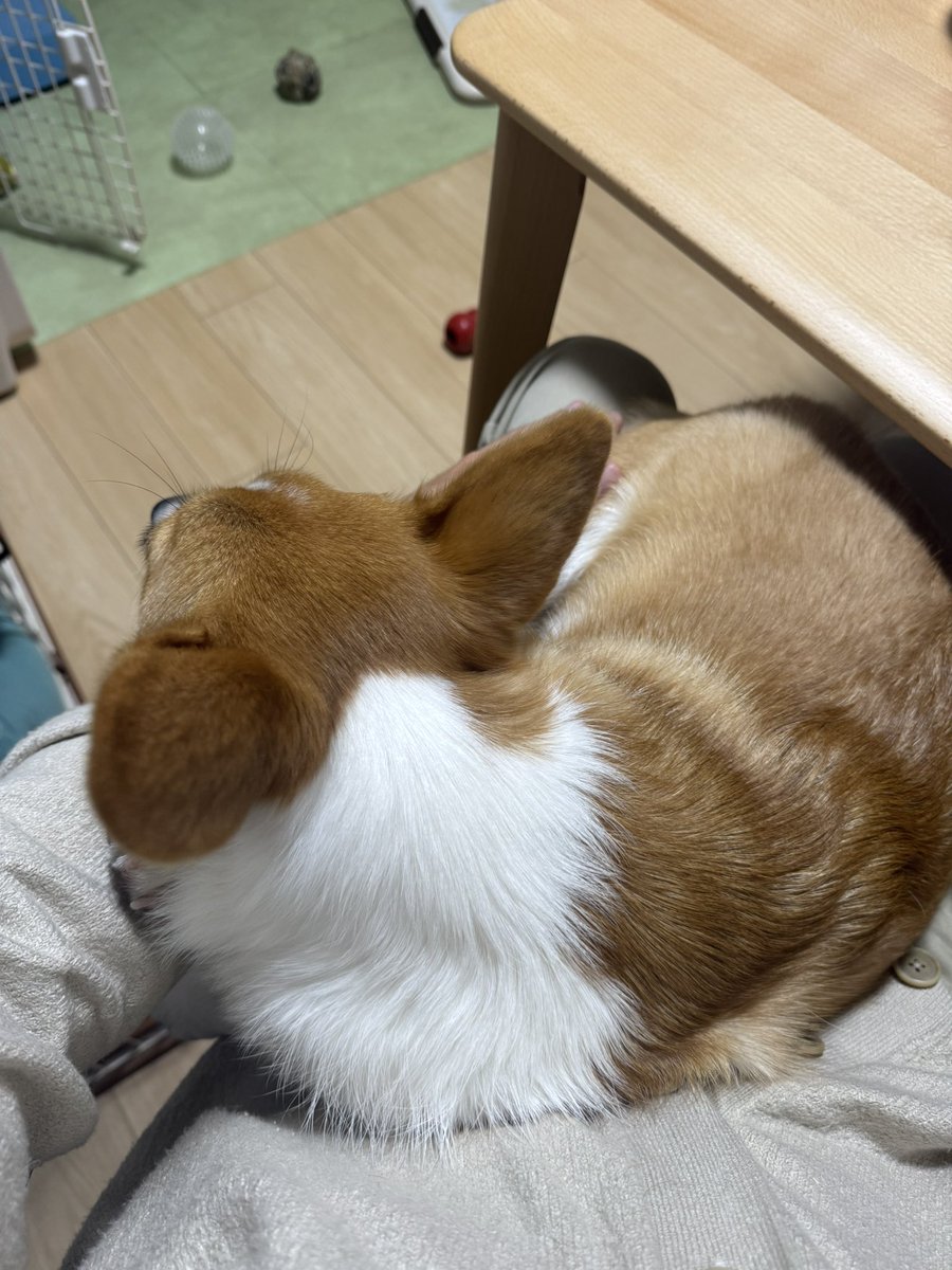 Nabi_and_Aru's tweet image. 最近、膝で寝てくれるようになりました #コーギー #corgi