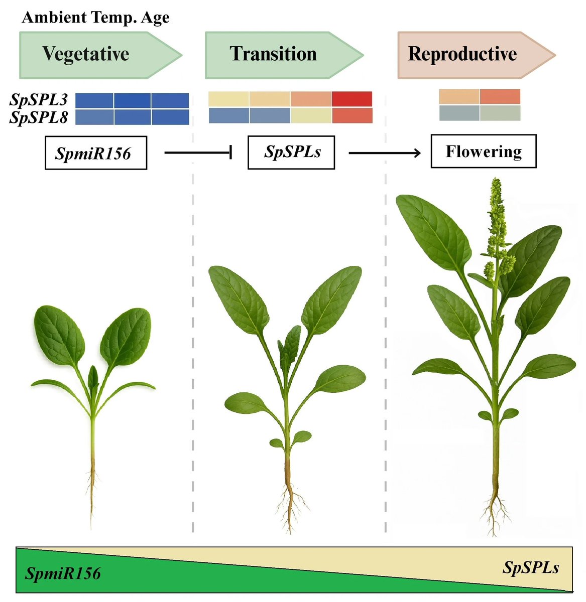 Plants_MDPI's tweet image. 🌱 How does spinach switch from vegetative growth to flowering?

A new study shows miR156 represses SPL genes to control this transition, with key players SpSPL3 &amp;amp; SpSPL8 showing strong developmental shifts.

📄 Full article: brnw.ch/21wXUpC

#plantbiology #spinach