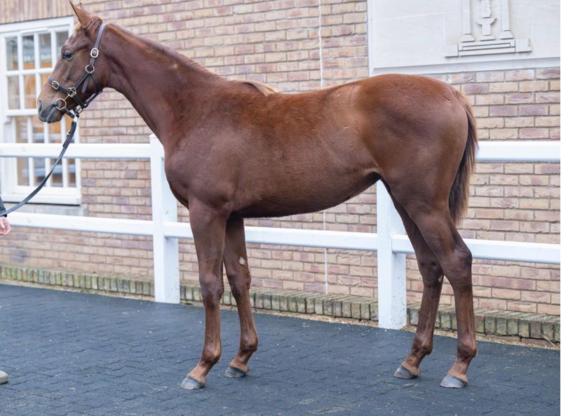 Darley in Europe tweet media