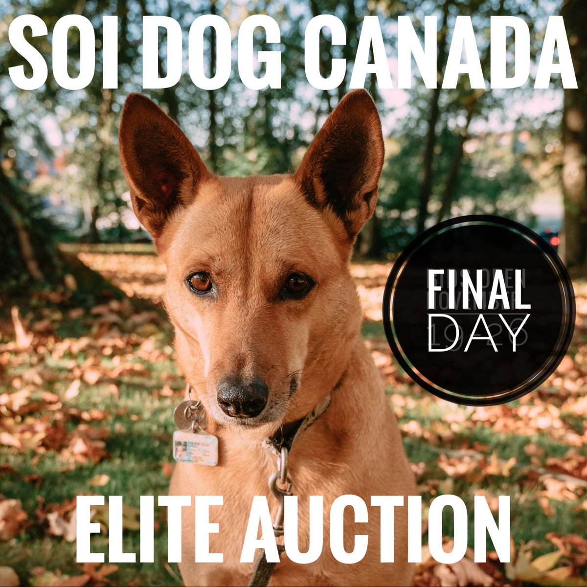 Today is the final day to support <a href="/SoiDogPhuket/">Soi Dog Foundation</a> hospitals via our Fall Elite Auction. 

Drop by to bid or donate here: 32auctions.com/soidogelite202…