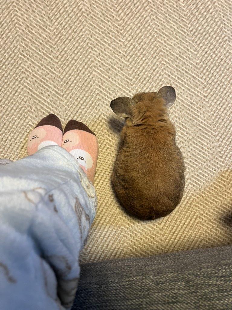 立ち耳ロップのきなこ (@kinakina0124) / Posts / X