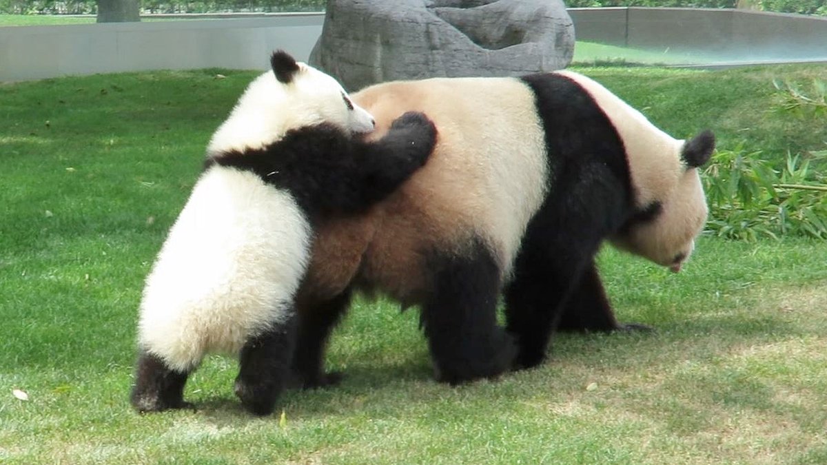 PANDA_KENJI_NEWS (@PANDA_KENJ2) / Posts / X