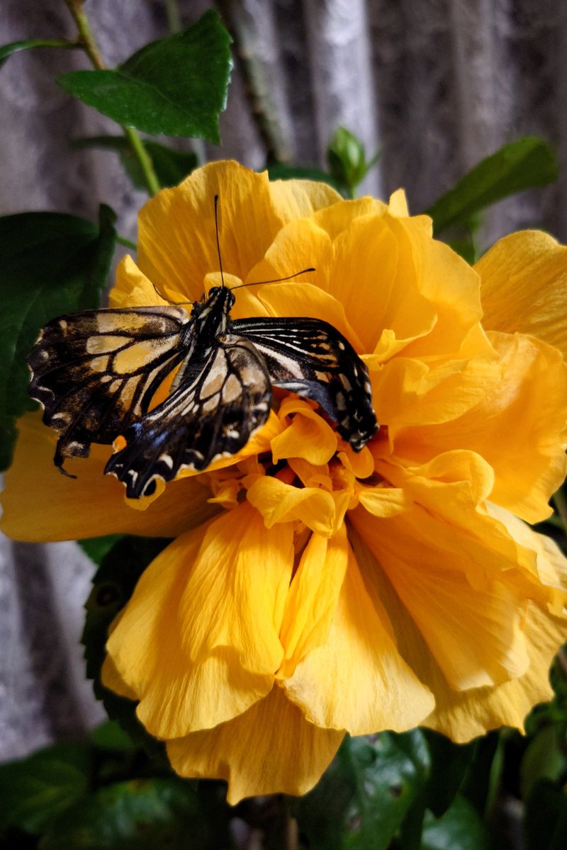 ピンキー (@Laxx0719Zombie) / Posts / X