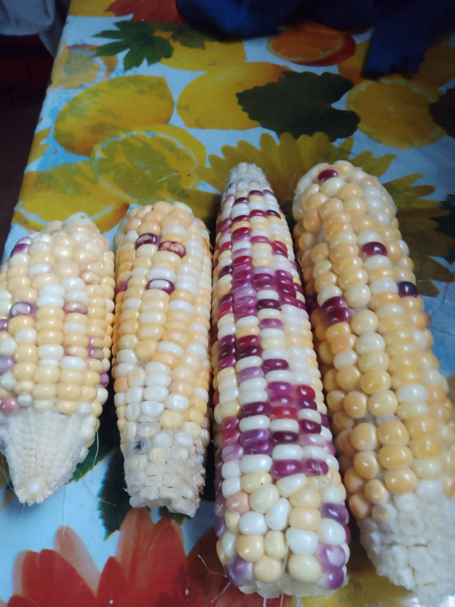 Clifford tweet media