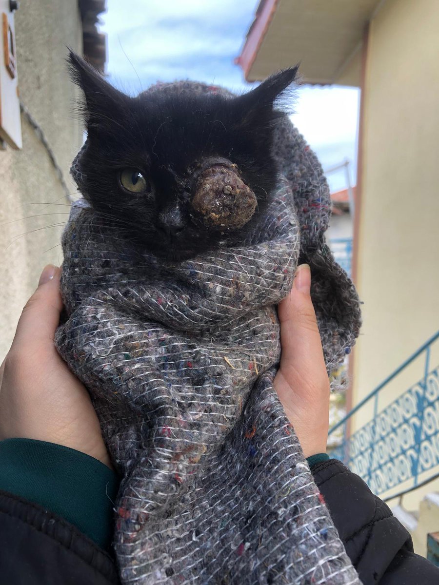 gelpisip's tweet image. Dürüm bebek.
Kısırlaştırmak istediğim kedilerden birinin memeleri emilmişti ama etrafta yavru yoktu. Bir süre takip edince bebeklerini gördüm biri de buydu. Yakalamak uğraştırdı bayağı. Antibiyotik süreciyle ben ilgileniyorum, ameliyata hazır olduğunda masrafı için paylaşacağım.