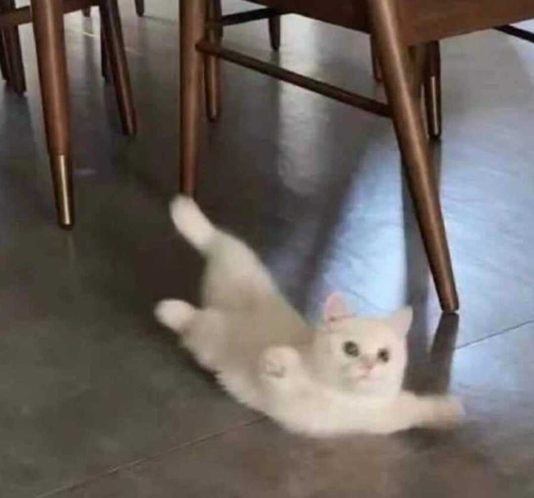 nocontextscats's tweet image. Ugh