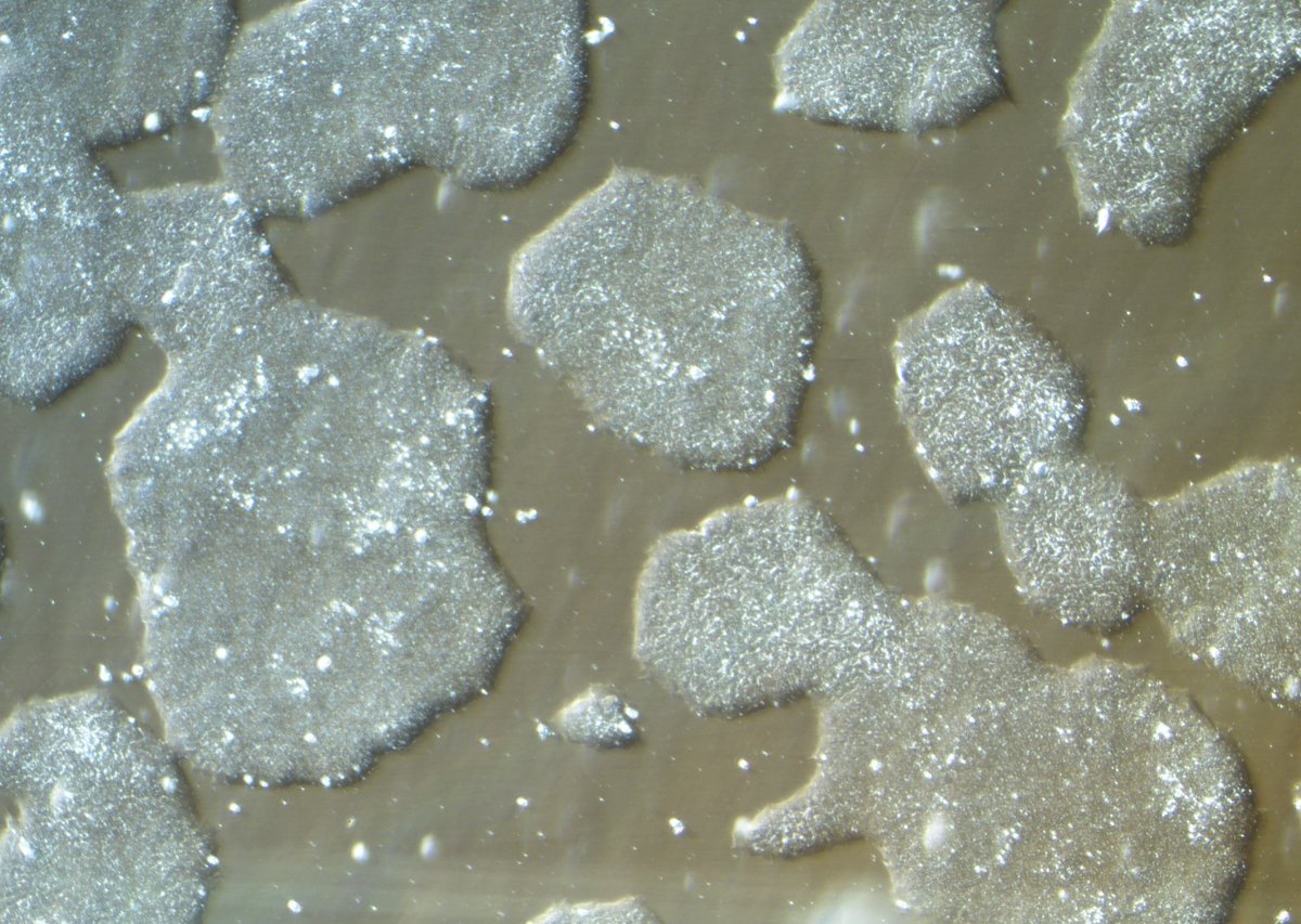 Hannan Lab tweet media