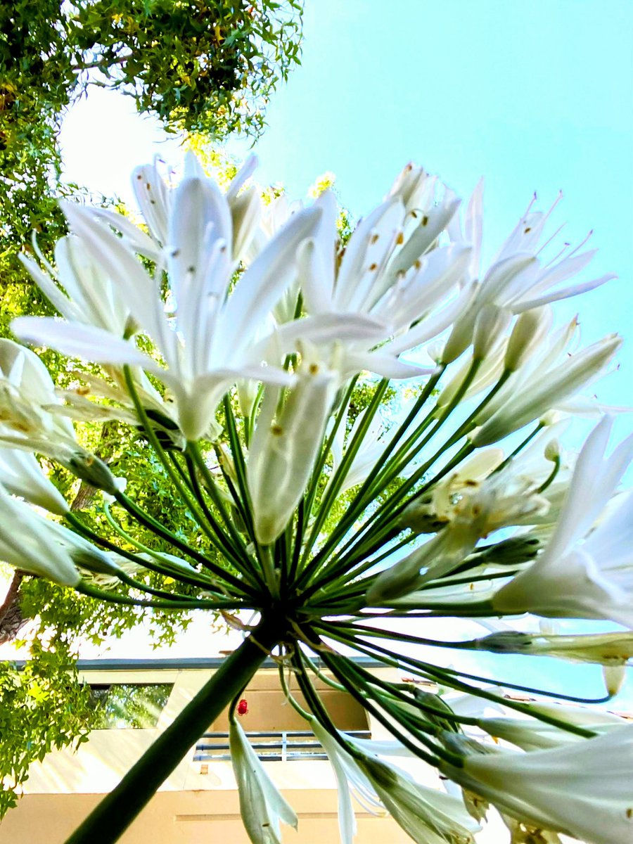 HarriganCath's tweet image. Agapanthus aka African Lily in my neighborhood. We have a lot of them. 

#AlphabetChallenge  
#WeekVforVowels  #ThePhotoHour #FlowersForFriday