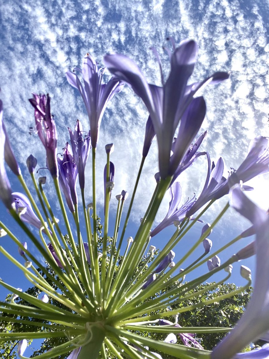 HarriganCath's tweet image. Agapanthus aka African Lily in my neighborhood. We have a lot of them. 

#AlphabetChallenge  
#WeekVforVowels  #ThePhotoHour #FlowersForFriday