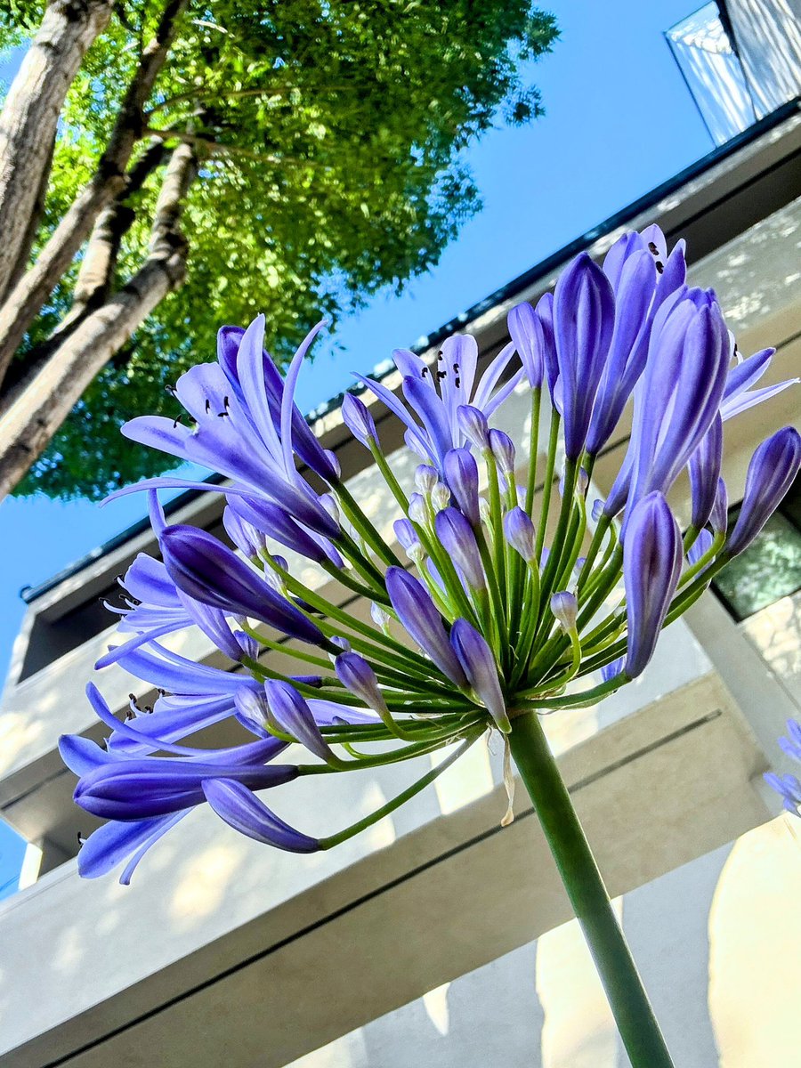 HarriganCath's tweet image. Agapanthus aka African Lily in my neighborhood. We have a lot of them. 

#AlphabetChallenge  
#WeekVforVowels  #ThePhotoHour #FlowersForFriday