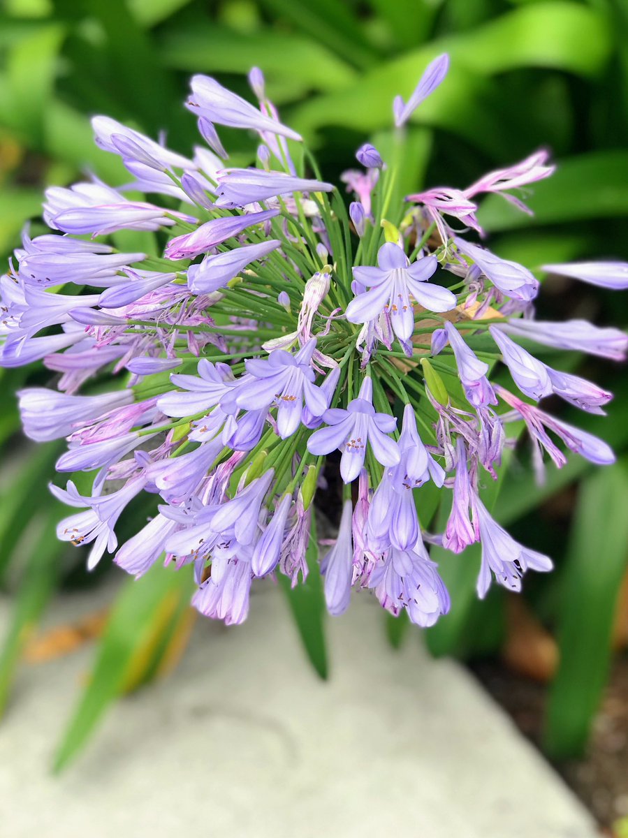 HarriganCath's tweet image. Agapanthus aka African Lily in my neighborhood. We have a lot of them. 

#AlphabetChallenge  
#WeekVforVowels  #ThePhotoHour #FlowersForFriday