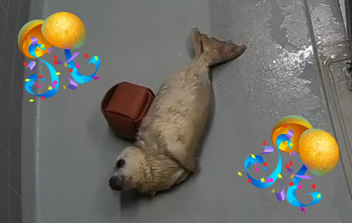 togetsu_umi35's tweet image. red dice🟥がドロッピェちゃんのランドセルって言われてて、とてもほっこりした🤭いちねんせい🦭✨
#アザラシ幼稚園 #zeehondencentrum