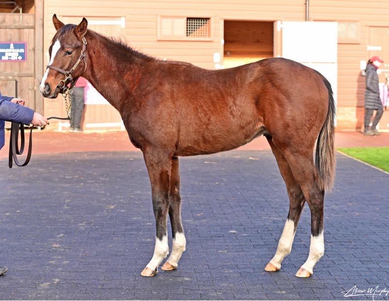🇺🇸 STARSPANGLEDBANNER In Demand 🇺🇸

<a href="/MccalmontJamie/">Jamie McCalmont Bloodstock</a> goes to 230,000gns for Ridge Manor Stud's strapping colt.

#CoolmoreSires #HomeOfChampions #SuccessAtTheSales