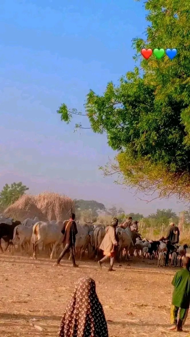 DanKatsina50's tweet image. GOOD NEWS: Yesterday night, armed bandits invaded Kabunga community in Kware LGA of Sokoto State, injuring one resident and rustling a large number of cattle. Vigilantes immediately mobilized, tracking the attackers toward Maikujera, Angamba and Gidan Buwai villages. A brief…