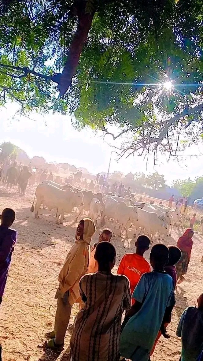 DanKatsina50's tweet image. GOOD NEWS: Yesterday night, armed bandits invaded Kabunga community in Kware LGA of Sokoto State, injuring one resident and rustling a large number of cattle. Vigilantes immediately mobilized, tracking the attackers toward Maikujera, Angamba and Gidan Buwai villages. A brief…