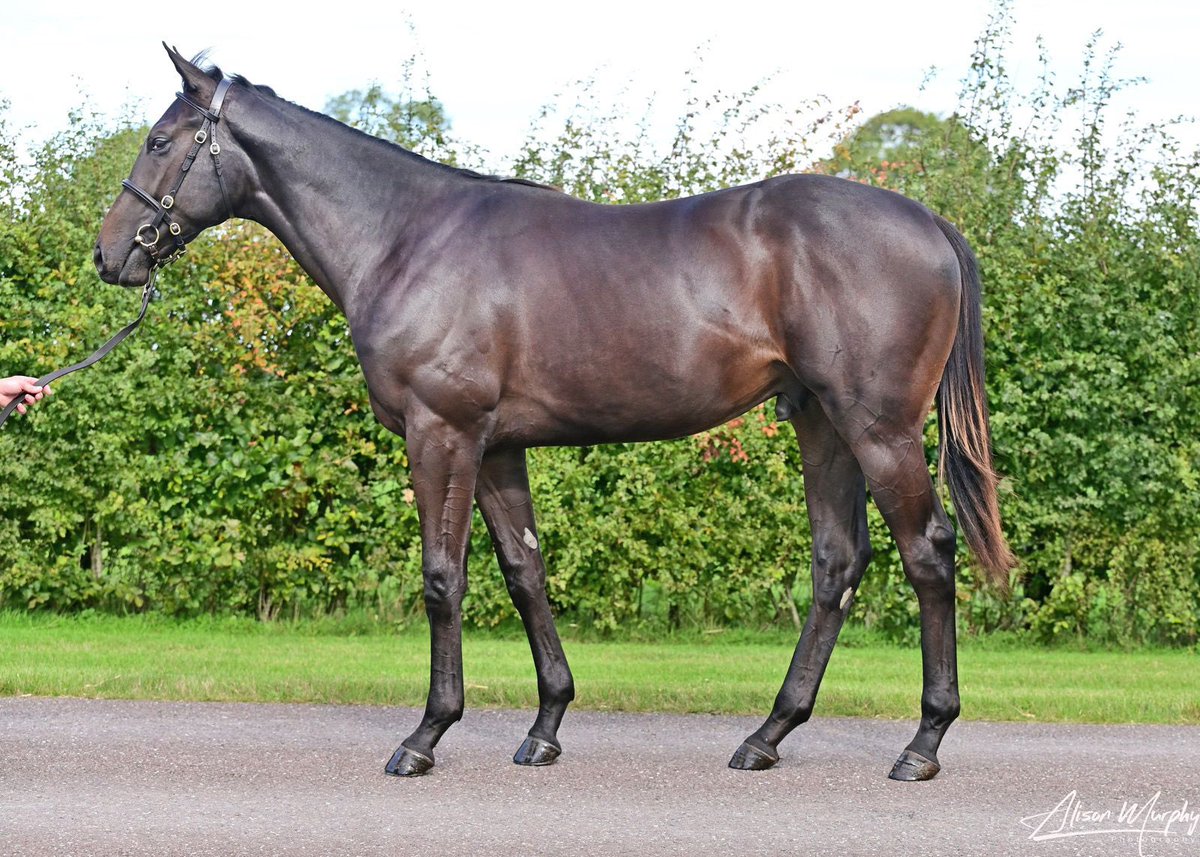 أسطبل المسيلة الحساب الرسمي tweet media