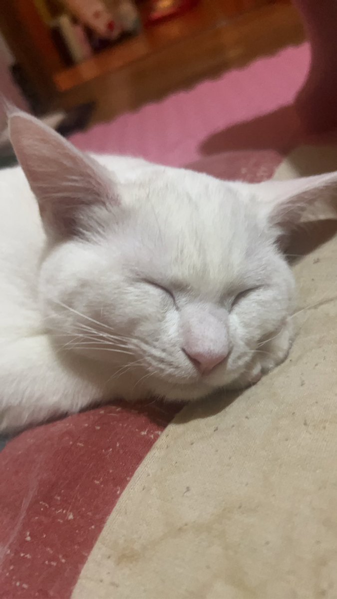 たかすぃ。 (@takatakashi0529) / Posts / X