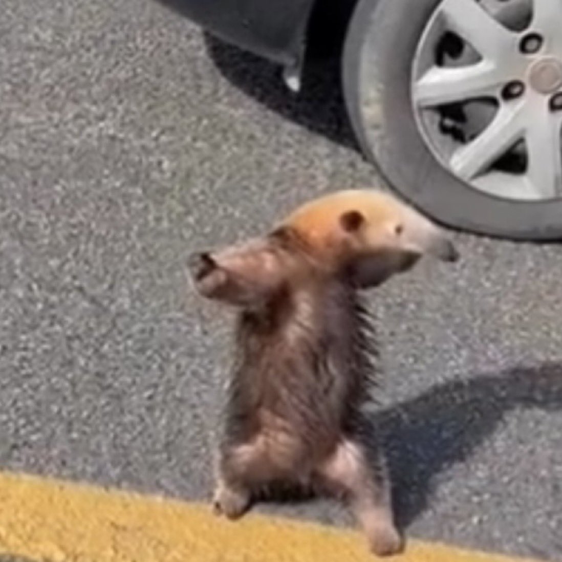 cepdood (@cepdood) on Twitter photo 