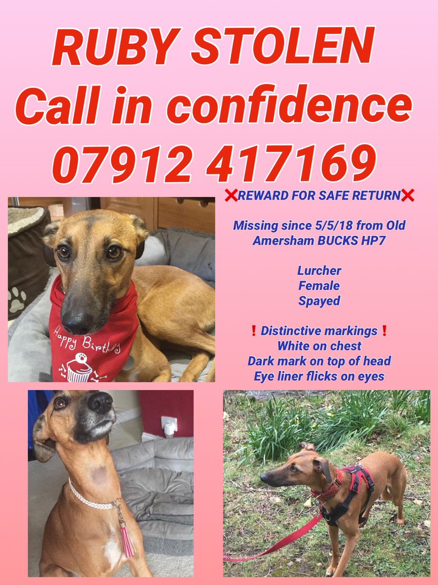 MissingPetsGB's tweet image. Still looking for information on RUBY
Missing since 2018 from #Buckinghamshire #UK

If anyone has any information on Ruby please let us know 🙏 #FindRubyFriday