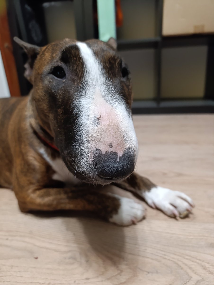 dogsunderhood's tweet image. Был у меня с ней казус. Еду по МКАДу, и тут сиденье подо мной чихает. Придя в себя от шока и чуть не потеряв управление, ласково говорю Дрёме, что будь здорова, и сообщаю, что на маленький свечной заводик кирпичей насобирали, спасибо. Стараюсь под сиденье её больше не пускать.