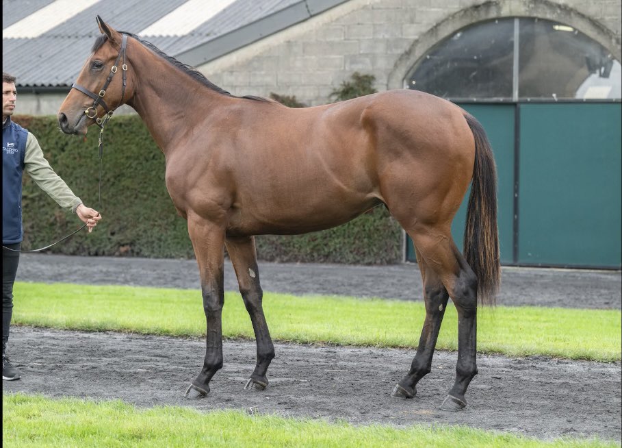 أسطبل المسيلة الحساب الرسمي tweet media