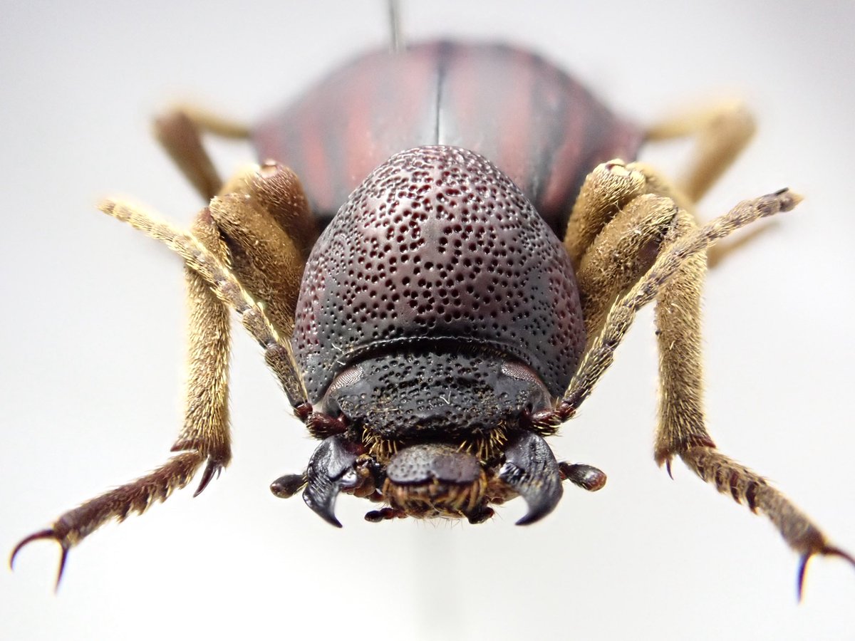 蟲眼鏡 (@meganemushi1229) / Posts / X