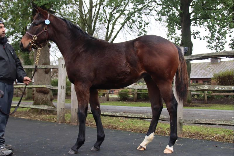 Coolmore tweet media