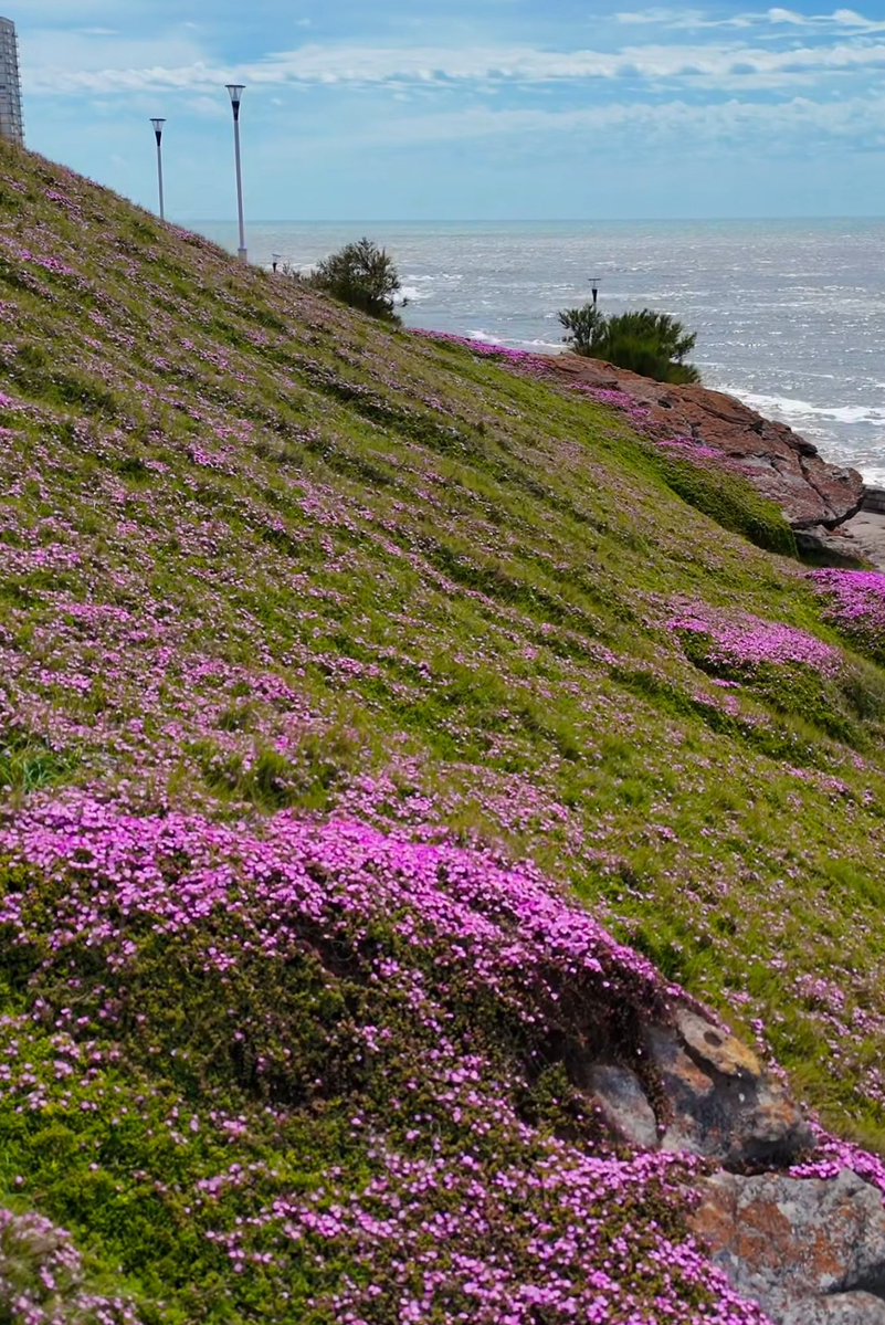 MximaReina1's tweet image. El manto de la Virgen presumiendo por toda la costa de Mar del Plata.