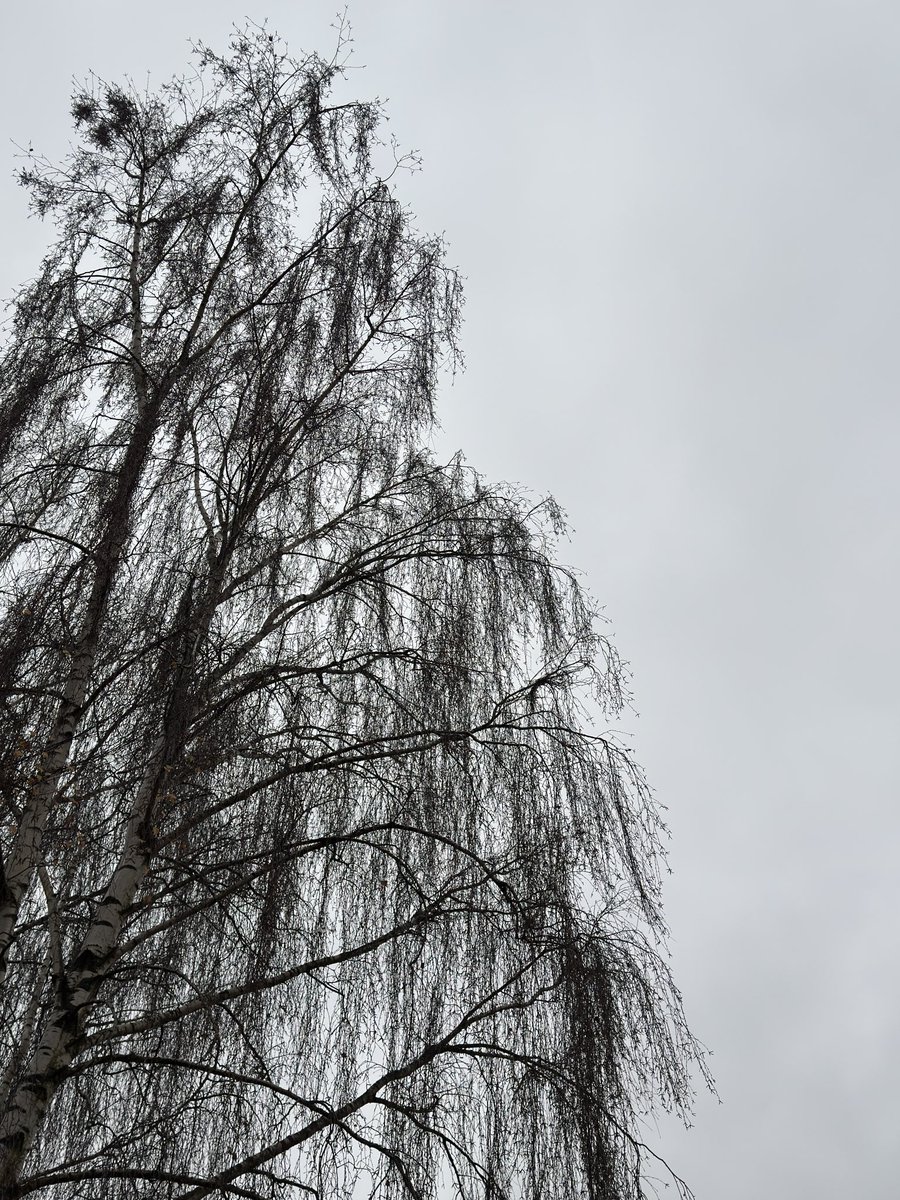 chrasmussen's tweet image. The beauty of a simple silhouette 

#tree #nofilter #silhouette